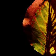 Autumn-Colour-Carnival-L1360862