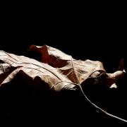 Autumn-Plane-Tree-Study-1-L1360347-WEB