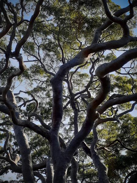 Angophera-Costata-Canopy-20210611112556-processed