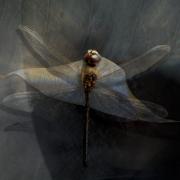 Brittle-Lives---Leaf--Dragonfly
