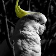Australias-Sulphur-crested-cockatoo