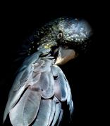 Black-Cockatoo