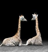 De-saturating-Giraffes-2019-2020