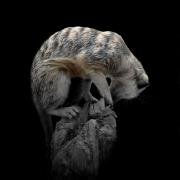 De-saturating-Meercat-2019-2020