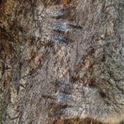 Our-Koalas-Are-Becoming-Invisible---2019