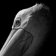 Portrait-of-a-Pelican