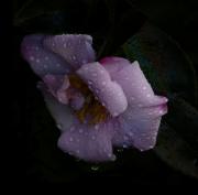 Coloured-Pink-Camellia-L1370038