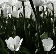 Coloured-WHITE-TULIPS-B-L1330865