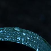 Falling-Waters---2020-Sensual-Garden-Series