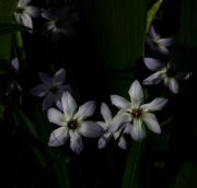 My-Garden-Bluebells---2020-L1330284-2