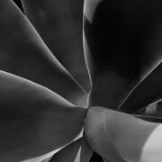 Radiating-Succulent-Leaves-and-a-Small-Visitor-20191214130158-B--W