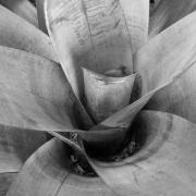 Succulent-L1300745-succulent-black-and-white