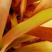 Succulents-4---2019-Summer-Garden-Series