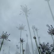 Towering-Agapantha-Summer-Garden-Series-7960331728615810738865331879389229583171584o