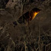 Pardelote-20210611112235