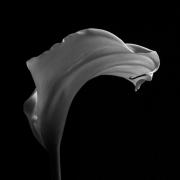 Aethiopica---Arum-1---Flight-BEST-Aethiopica---Arum-L1030647-B--W