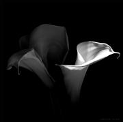 Lily-Aethiopica-arum---The-Conversation-L1080136-black-and-white