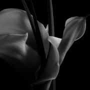 Lily-Aethiopica-arum-2-L1030873-B--W