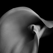 Lily-sex-Aethiopica---Arum-L1080212