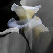 Lyndall-Gerlach-Iconographic-Lily-8