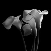 Together-L1080280-b--W