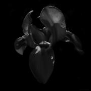 White-Iris---Flyer-L1040032